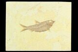 Fossil Fish (Knightia) - Green River Formation #122900-1